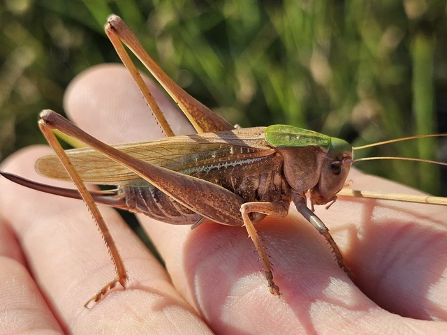 Decticus verrucivorus - szemölcsevő szöcske Decticus verrucivorus - szemölcsevő szöcske