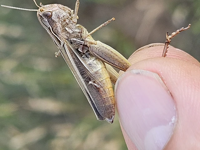 Stenobothrus lineatus - jajgató rétisáska