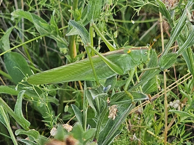 Tettigonia viridissima - zöld lombszöcske Tettigonia viridissima - zöld lombszöcske