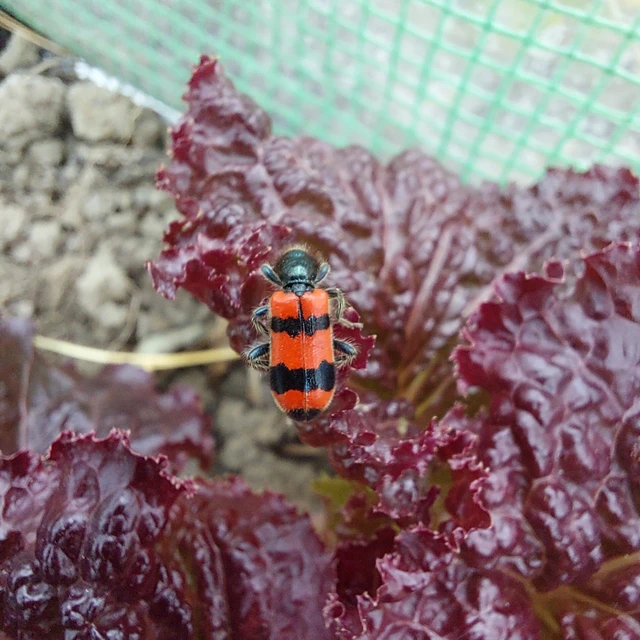 Trichodes apiarius - szalagos méhészbogár