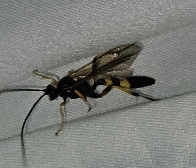 Amblyteles armatorius - fűbagolyfürkész
