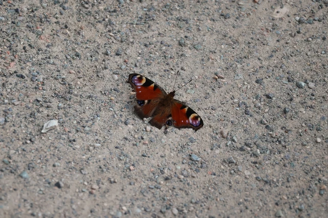 Nymphalis io - nappali pávaszem