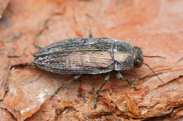 Buprestis haemorrhoidalis - foltosfejű díszbogár