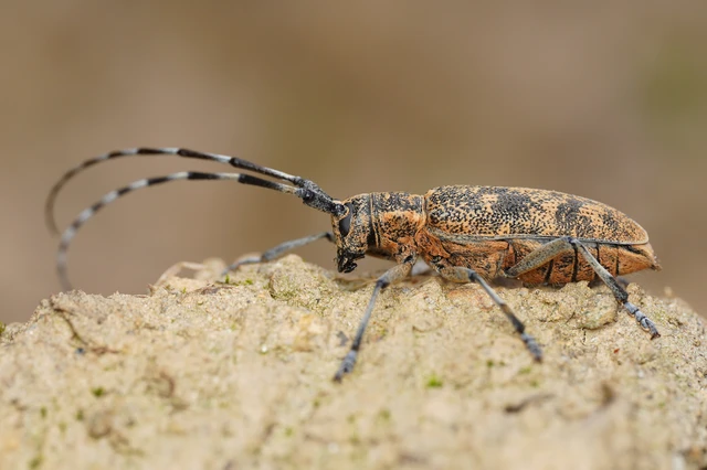 Monochamus galloprovincialis pistor - foltos fenyvescincér