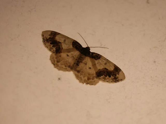 Ligdia adustata - barna levélaraszoló