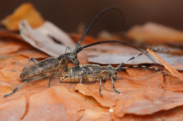 Monochamus galloprovincialis pistor - foltos fenyvescincér