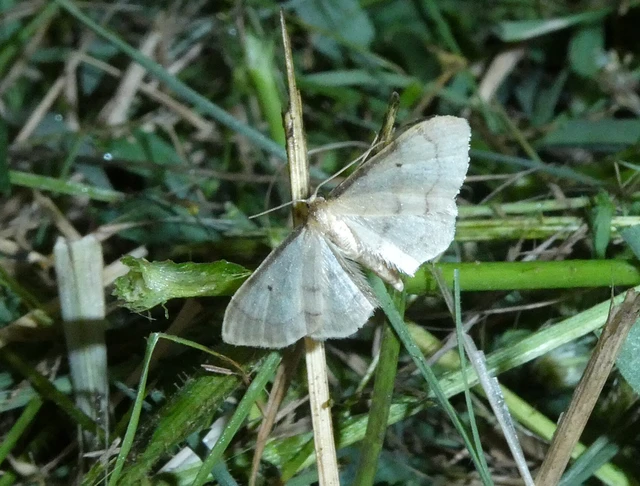 Idaea politaria - vonalas apróaraszoló