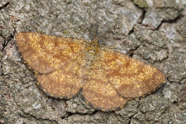Ematurga atomaria - barna rétiaraszoló