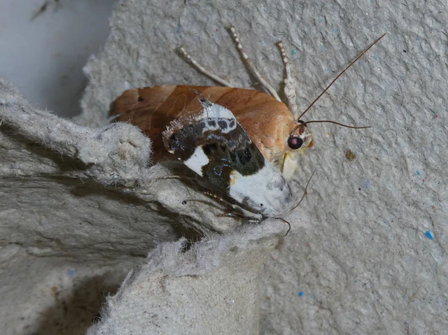 Acontia lucida - fehér nappalibagoly