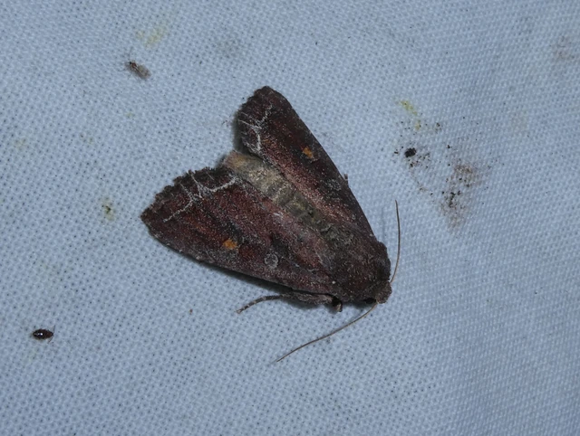 Lacanobia oleracea - saláta-kertibagoly