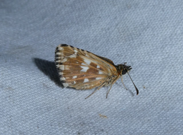 Pyrgus malvae - kis busalepke