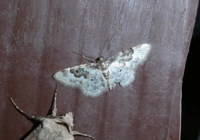 Idaea rusticata - tarka apróaraszoló