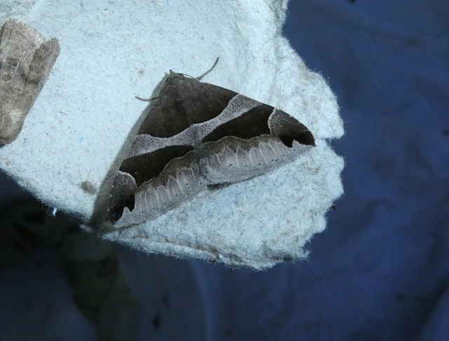 Dysgonia algira - déli porcelánbagoly