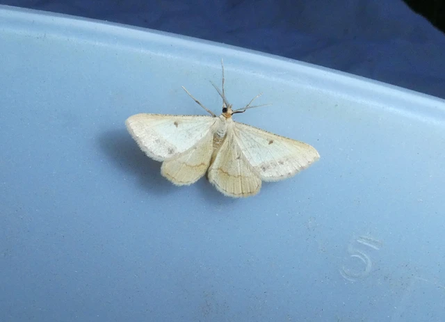 Tephrina arenacearia - lucerna-araszoló
