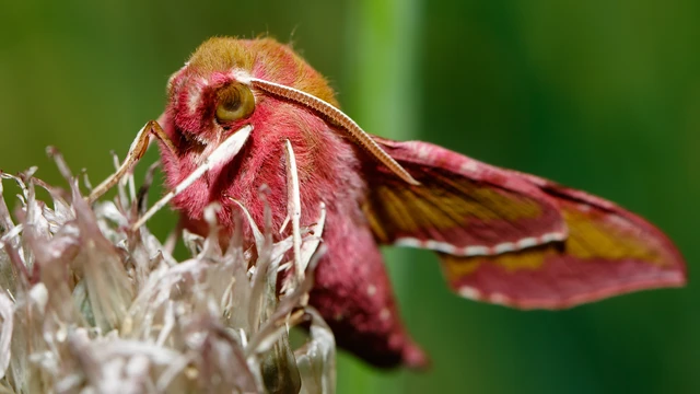 Deilephila porcellus - piros szender