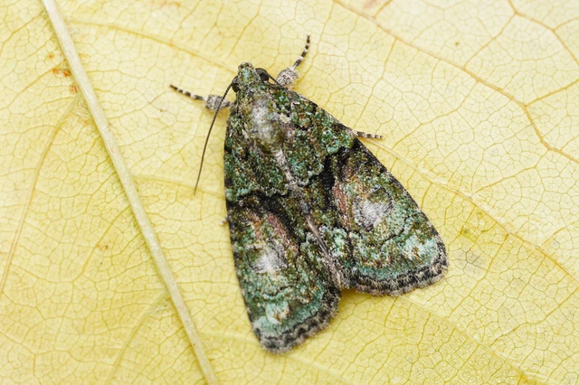 Cryphia algae - sárgászöld zuzmóbagoly