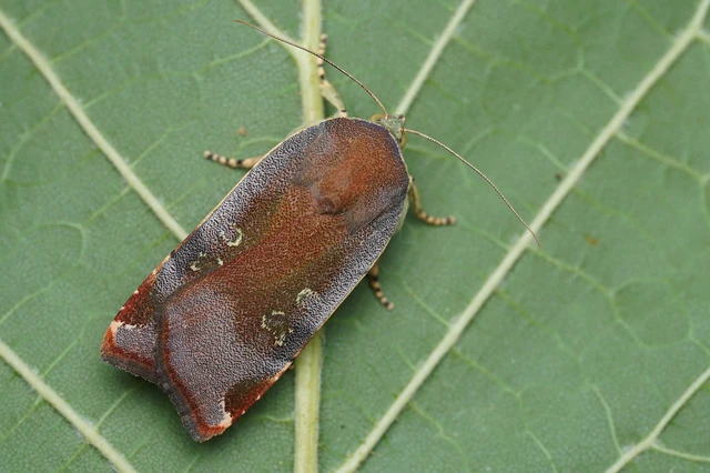 Noctua janthe/janthina