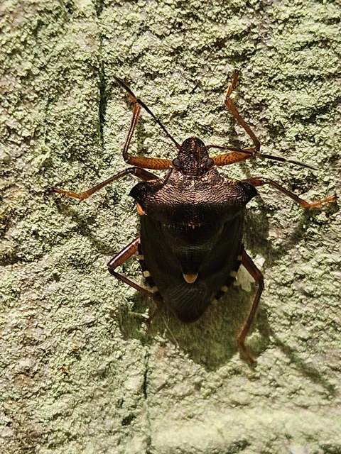 Pentatoma rufipes - vöröslábú címerespoloska Pentatoma rufipes - vöröslábú címerespoloska