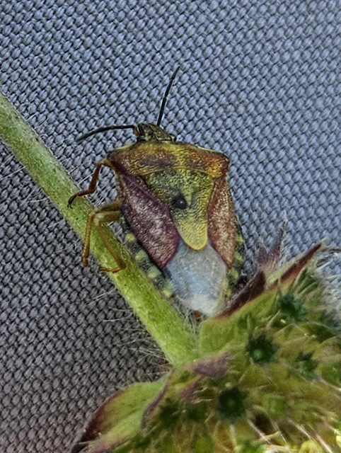 Carpocoris Carpocoris