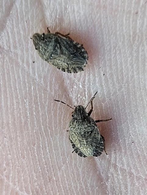 Sciocoris Sciocoris