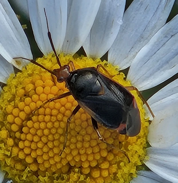 Deraeocoris ruber - vöröses mezeipoloska