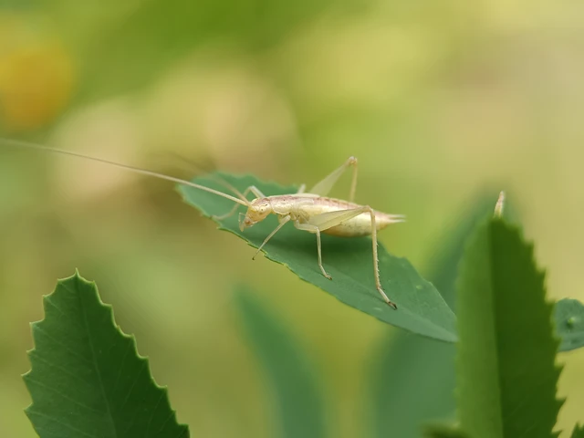 Oecanthus pellucens - pirregőtücsök Oecanthus pellucens - pirregőtücsök