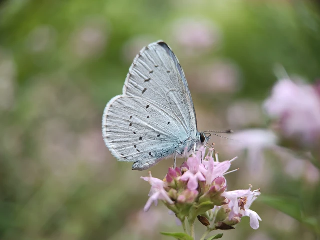 Celastrina argiolus - bengeboglárka