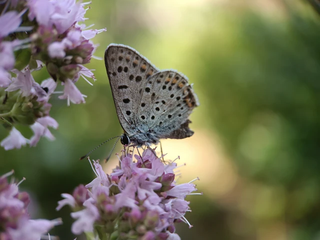 Lycaena tityrus - barna tűzlepke