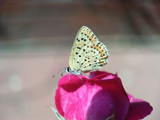 Lycaena tityrus - barna tűzlepke