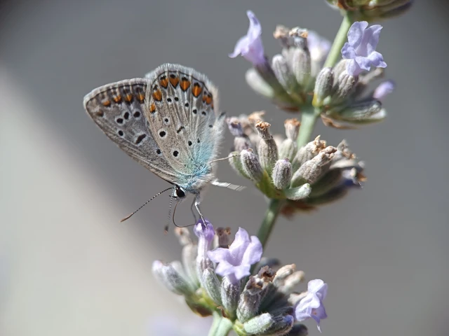 Polyommatus icarus - közönséges boglárka