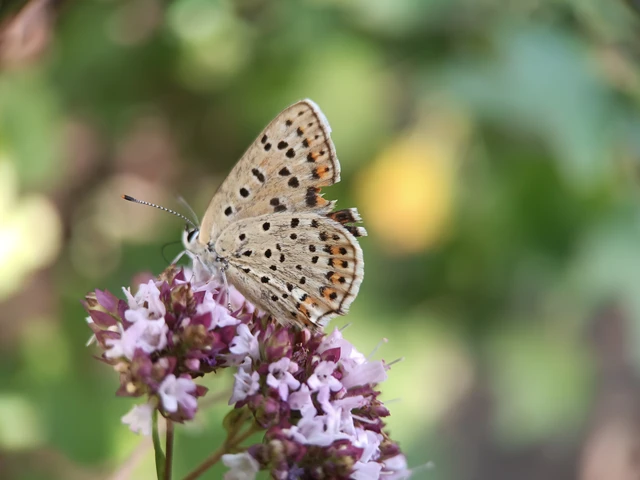 Lycaena tityrus - barna tűzlepke