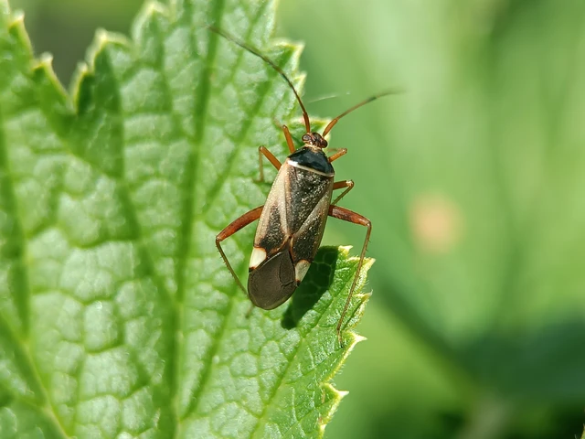 Adelphocoris reichelii