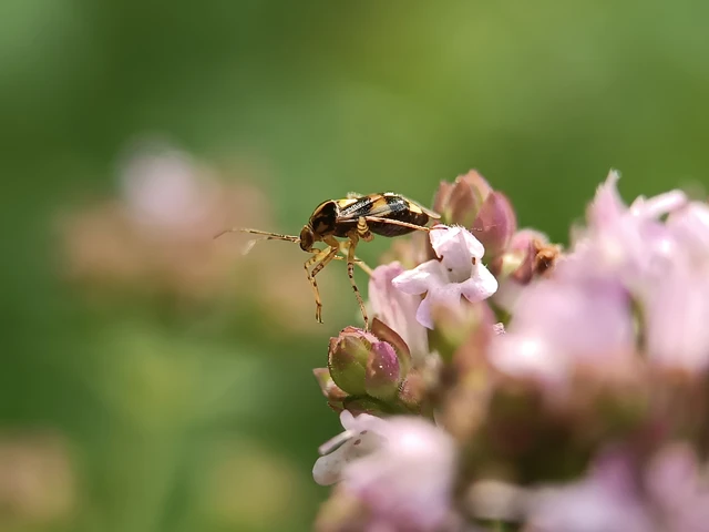 Miridae - mezeipoloskák
