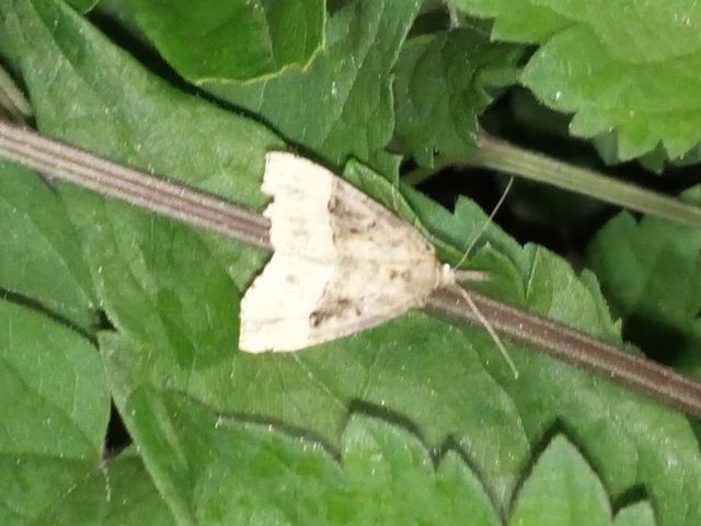 Hypena rostralis - közönséges karcsúbagoly