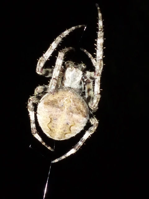 Araneae - Pókok