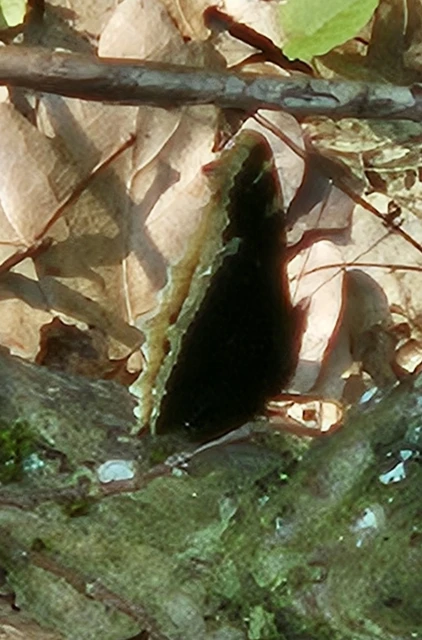 Nymphalis antiopa - gyászlepke