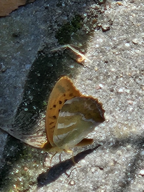 Argynnis paphia - nagy gyöngyházlepke