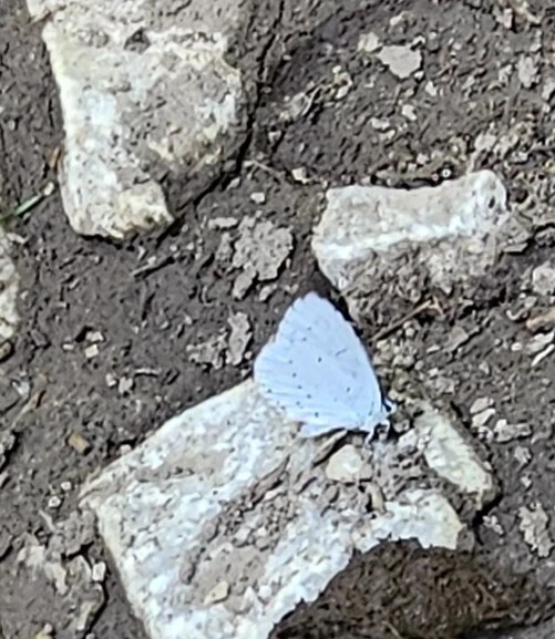 Celastrina argiolus - bengeboglárka