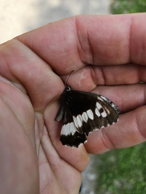 Brintesia circe - fehéröves szemeslepke