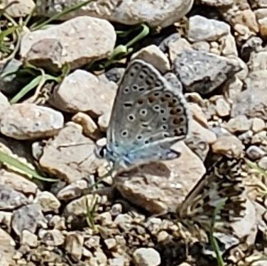 Polyommatus icarus - közönséges boglárka