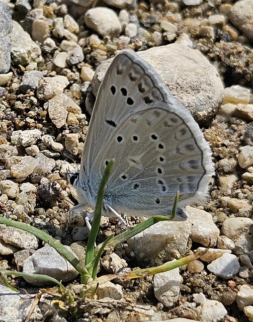 Polyommatus daphnis - csipkés boglárka