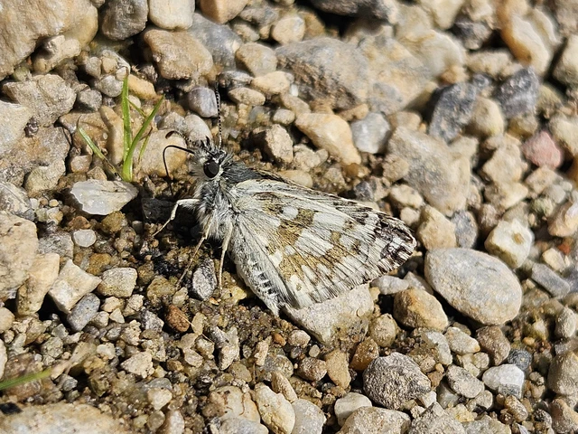 Pyrgus carthami - nagy busalepke