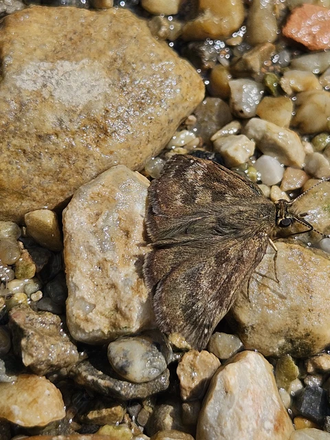 Erynnis tages - cigánylepke