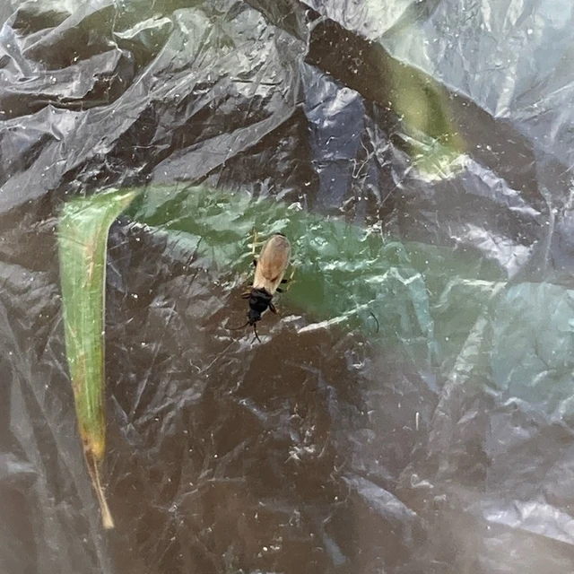 Brachyplax tenuis