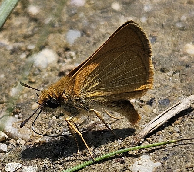 Thymelicus acteon - csíkos busalepke