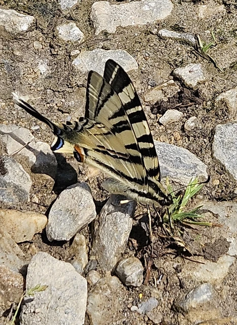Iphiclides podalirius - kardoslepke