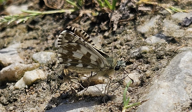Pyrgus armoricanus - feles busalepke