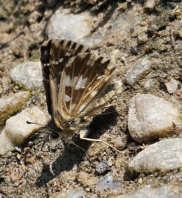Pyrgus malvae - kis busalepke
