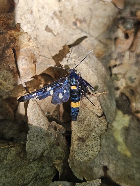 Amata phegea - fehérpettyes álcsüngőlepke