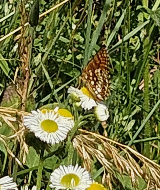 Melitaea athalia - közönséges tarkalepke